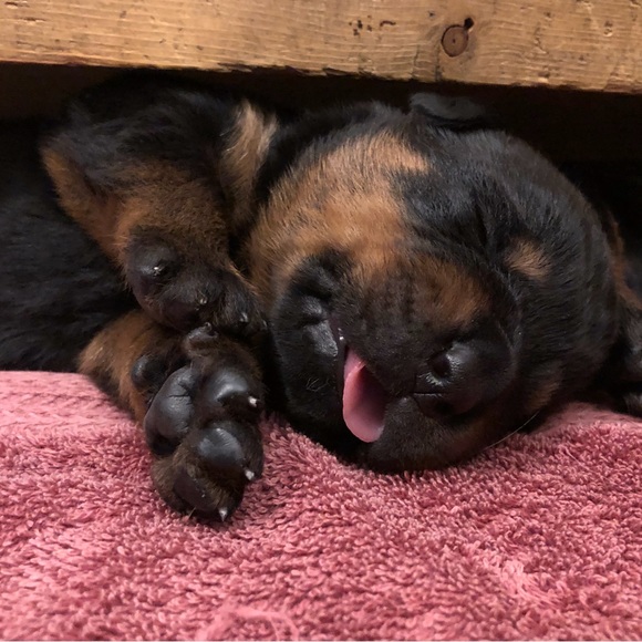 Meet your Posher, Anne - Picture 15 of 15